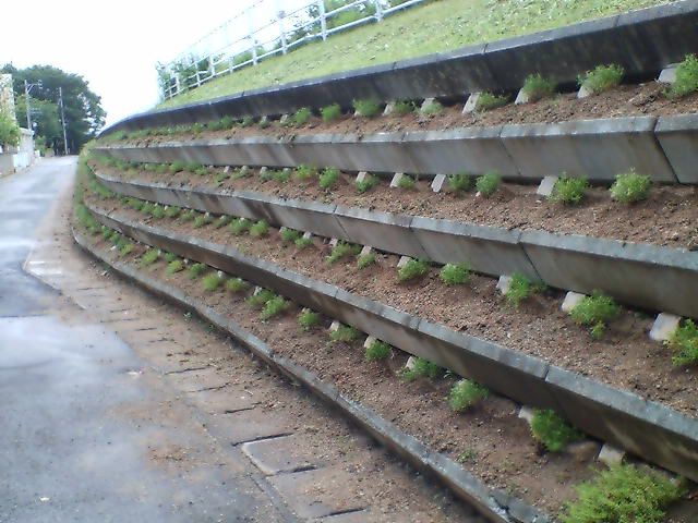 町内の花植え。