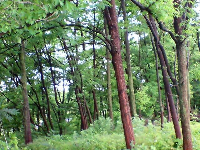 河原の林。
