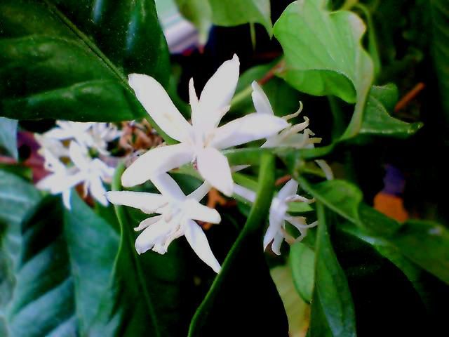 珈琲の花。