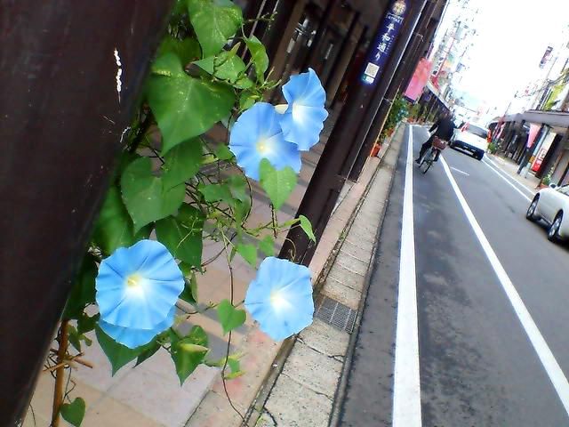 朝顔の季語は