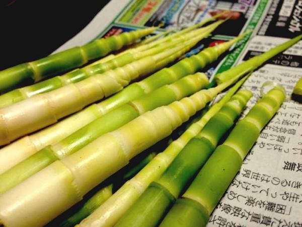 根曲がり筍の想い出