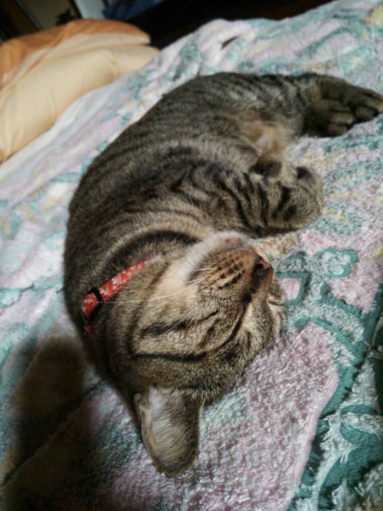にゃんこ☆