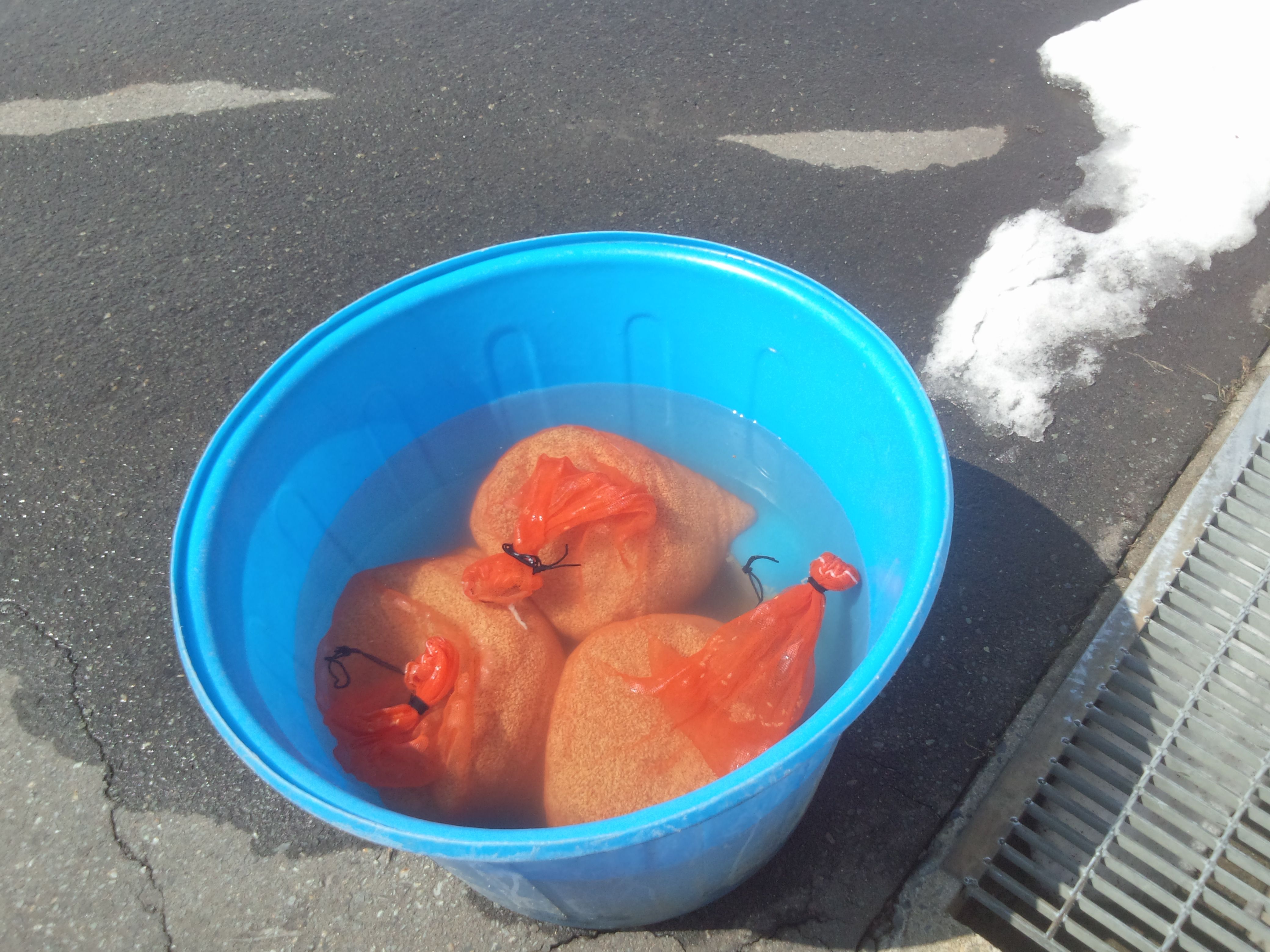 種もみの浸漬