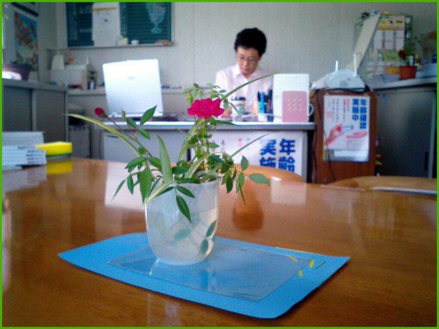 ◆ミニ薔薇◆