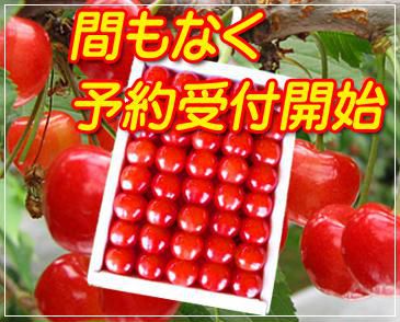 さくらんぼの予約を間もなく開始します