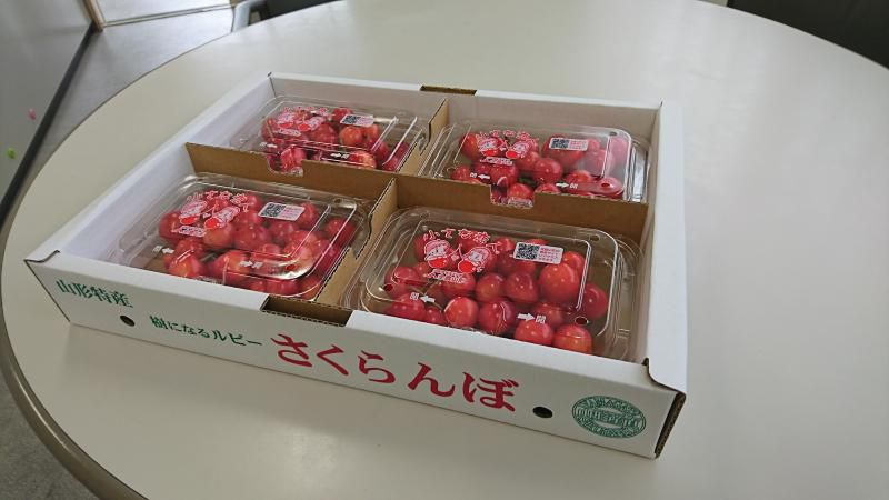 佐藤錦　露地もの