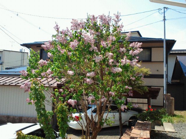 今年も咲きました。