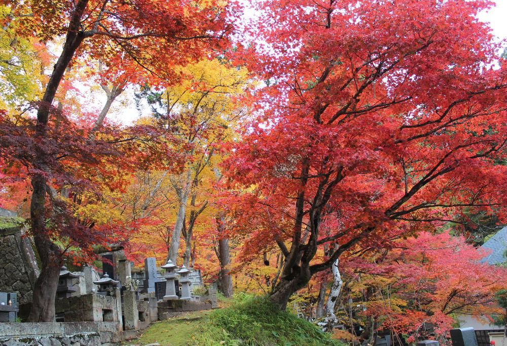 市内漆山にある珍蔵寺の庭を拝見してきました。圧倒されるような紅葉の美しさに思わず感嘆の声をあげてしまいました　山門を入るとモミジの赤やイチョウの黄色、さらに本堂裏の墓地の奥には息をのむような真っ赤な紅葉でもしかすると南陽市で最も美しい紅葉かもしれません　珍蔵寺の紅葉は一見の価値あり