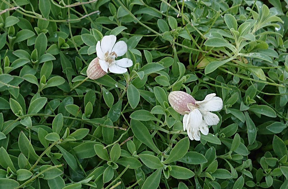 散歩道で釣鐘のような形をした白い花を見つけました　あまり大きくなく可愛い花ですがこれまであまり見たことがない花です　調べてみると「シレネ・ユニフローラ」ではないかと思われます　緑色の葉に花をつけていますが斑入りの品種もあるのだそうです　耐寒性があるので今頃でも花を見ることができるのでしょうか
