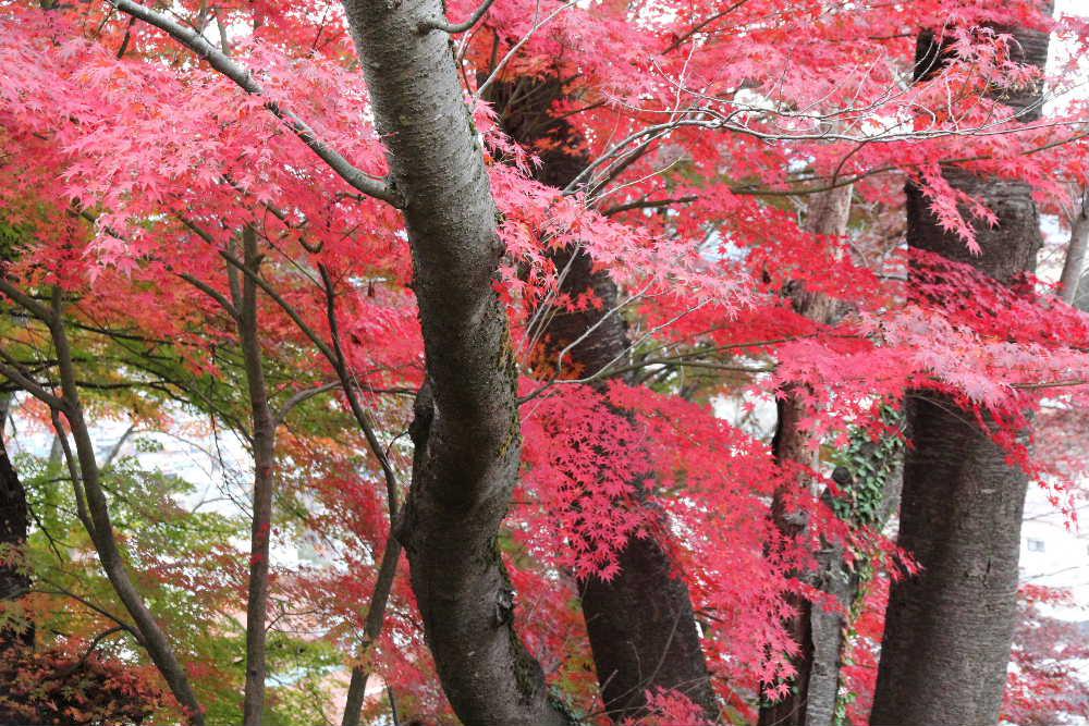 鮮やかな紅葉にうっりしてしまいました　暖かさに誘われて烏帽子山公園に上りました　駐車場がいっぱいになるほど多くの車が駐車しており車を降りたとたん眼前に真っ赤な紅葉が飛び込んできました　赤や黄色黄緑など色とりどりに染まったモミジが来園者を迎えてくれ多くの人がカメラやスマホで撮影しており　紅葉を十分に堪能できました　明日は寒くなるとのことでまだの方はぜひご鑑賞を