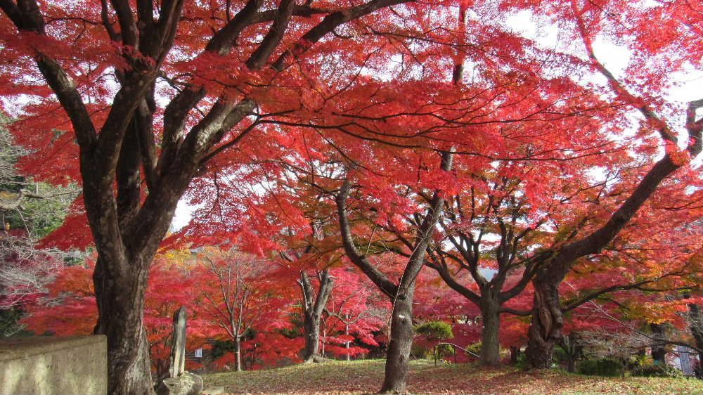 鮮やかな紅葉にうっりしてしまいました　暖かさに誘われて烏帽子山公園に上りました　駐車場がいっぱいになるほど多くの車が駐車しており車を降りたとたん眼前に真っ赤な紅葉が飛び込んできました　赤や黄色黄緑など色とりどりに染まったモミジが来園者を迎えてくれ多くの人がカメラやスマホで撮影しており　紅葉を十分に堪能できました　明日は寒くなるとのことでまだの方はぜひご鑑賞を