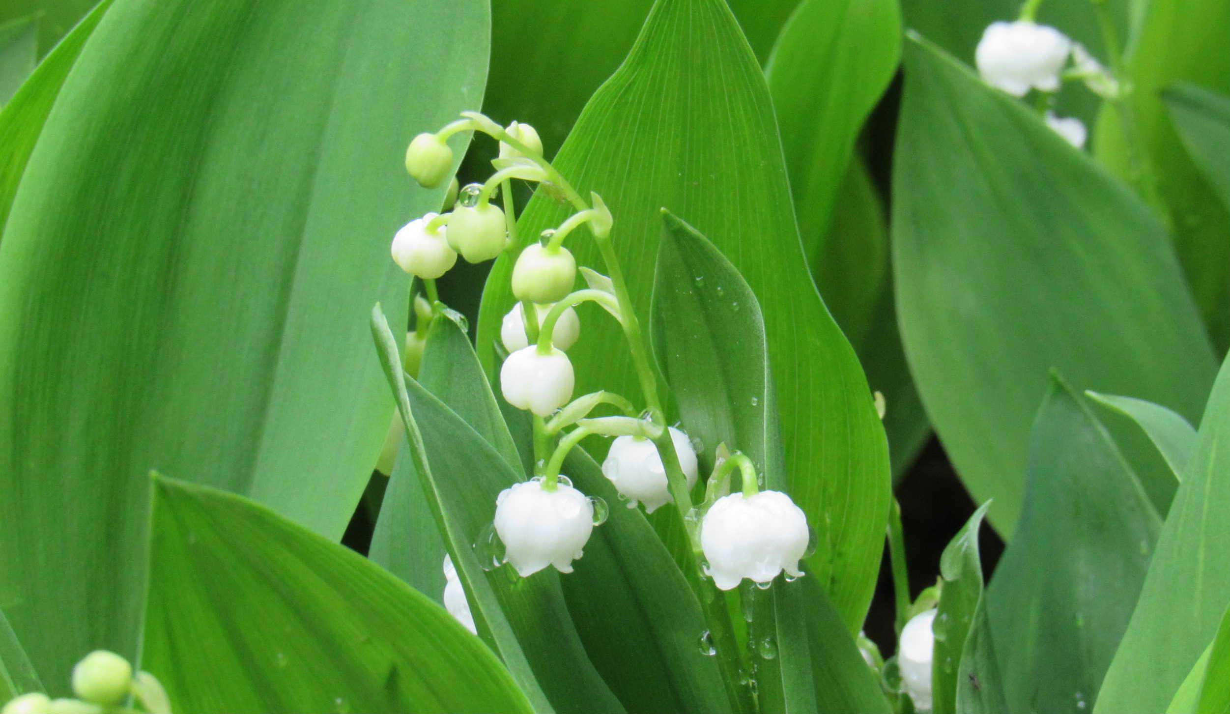 昨日の暑さを冷ますように降る小雨の中 白い「スズラン」が咲いています　２枚の葉の間から茎を伸ばし白い釣鐘形をした花を咲かせます　「スズランスイセン」や「ドウタン」の花と大きさや形も似ていて５月に庭を彩る可愛い花です　日本で自生しているスズランは崛起が短く花の数も少ないため　市場で出回っているスズランは「ドイツスズラン」と言われています「スズラン」の花をもう少し楽しめそうです