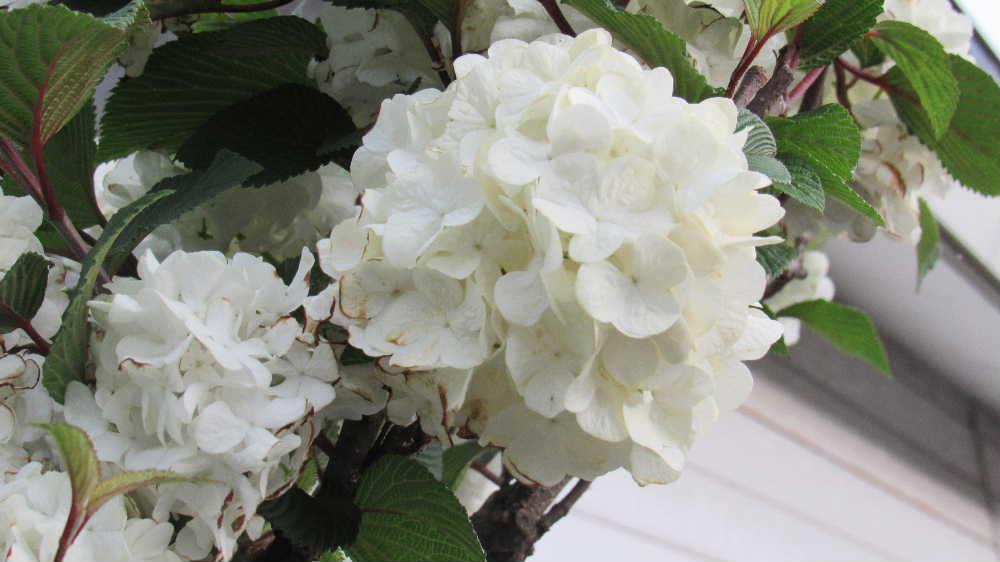紫陽花のような「オオデマリ」　10日ほど前に散歩の途中で目にとまった黄緑色の小さなボール状のアジサイのような花が昨日は真っ白に咲いていました　花が丸くてマリのように花がまとまって咲いているところから「オオデマリ」と名前がついています　黄緑色から白に変る花　秋には紅葉も美しい木です