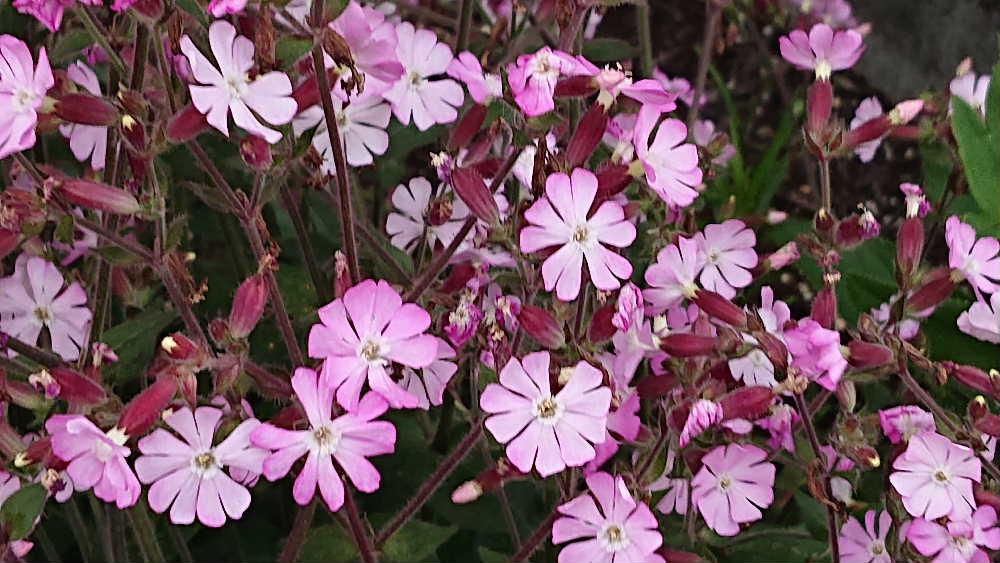 近所の庭に鮮やかな5枚の花弁をもつピンクの花がこんもりと咲いています「サクラマンテン」と庭の持ち主から教えてもらいましたがネットで調べてみると「サクラマンテンマ」とヒットしました　正しくは「サクラマンテンマ」でしょうか 別名「フクロナデシコ」と解説され世界で広く栽培されているとのことです
