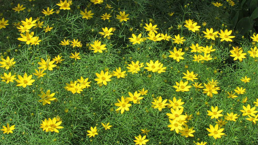 キバナコスモスのような黄色の花をつけた「イトバハルシャギク」が咲きはじめました　葉っぱは細くスギナのような形をしています　暑さにも強く乾燥していても良く育つ多年草です　花が終ると刈り取ってしまいますが翌年しっかりと芽を出し今頃花を咲かせてくれます　風に揺れる葉っぱは涼やかで雨に濡れる姿も愛らしい梅雨時に庭を彩る「イトバハルシャギク」です