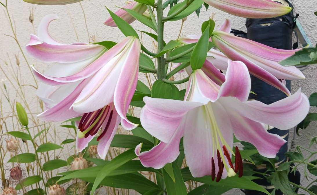 先日いただいた花束に「カサブランカ」の花が混じっていました　ユリに似た花ですが豪華で見る人を引き付ける花です　今朝知人から「カサブランカ」が花が咲きましたとSNSでいただきました　ちょうど今が「カサブランカ」の旬の季節でしょうか 「カサブランカ」はモロッコ王国の都市でスペイン語で「白い家」という意味があるそうです　そんな風景を彷彿とさせせる花ですねえ