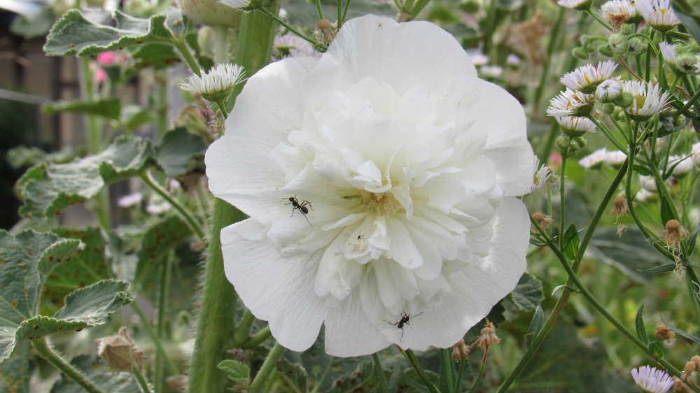 赤や白、ピンクなど「タチアオイ」がそちこちに咲いています　花は垂直に伸びた花茎の下からちょうど梅雨入りの頃に枝の下の方から咲き始め　梢の方まで咲きあがるころ梅雨が終わることから「梅雨葵（ツユアオイ）」という別名もあるそうです　今年の梅雨明けはどうでしょうか　昨日一昨日と涼しい日が続きましたがまた熱くなりそうであまり雨の降らない空梅雨のような天候です　いつまで咲いていてくれるのでしょうか
