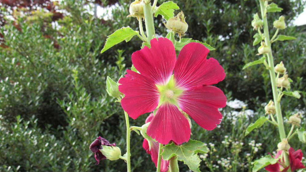 赤や白、ピンクなど「タチアオイ」がそちこちに咲いています　花は垂直に伸びた花茎の下からちょうど梅雨入りの頃に枝の下の方から咲き始め　梢の方まで咲きあがるころ梅雨が終わることから「梅雨葵（ツユアオイ）」という別名もあるそうです　今年の梅雨明けはどうでしょうか　昨日一昨日と涼しい日が続きましたがまた熱くなりそうであまり雨の降らない空梅雨のような天候です　いつまで咲いていてくれるのでしょうか