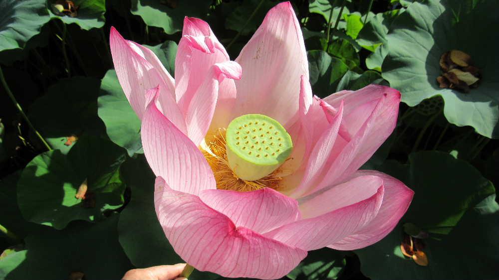 CAテレビのニュースで上杉公園の「ハス」の花がきれいに咲いていますと紹介されましたので足をのばして見てきました　暑さに少ししおれたりしぼんだりしていましたが一面の緑の葉の中にピンクの「ハス」の蕾や花を愛でてきました　あまりきれいではない水でも咲く花で花言葉は「清らかな心」とされそんな雰囲気の花です　仏教とともに伝来したと言われ古くから使われた名で仏壇を彩る花で仏教と深いかかわりのある花のようです　今日は８月１６日はみ霊を送る日です　お盆が終ると例年だとぐっと涼しくなるのですが今年はまだまだ暑さが続きそうです