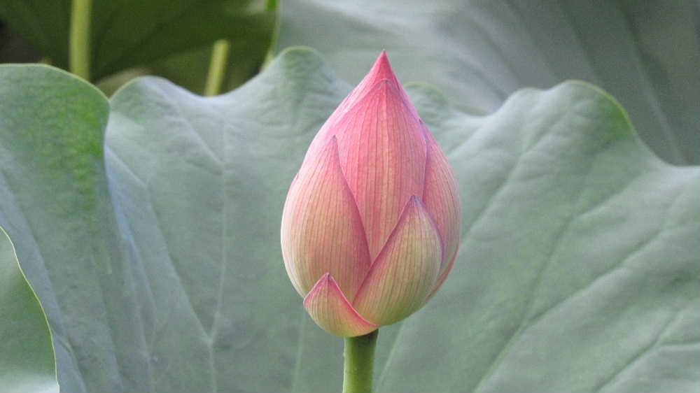 CAテレビのニュースで上杉公園の「ハス」の花がきれいに咲いていますと紹介されましたので足をのばして見てきました　暑さに少ししおれたりしぼんだりしていましたが一面の緑の葉の中にピンクの「ハス」の蕾や花を愛でてきました　あまりきれいではない水でも咲く花で花言葉は「清らかな心」とされそんな雰囲気の花です　仏教とともに伝来したと言われ古くから使われた名で仏壇を彩る花で仏教と深いかかわりのある花のようです　今日は８月１６日はみ霊を送る日です　お盆が終ると例年だとぐっと涼しくなるのですが今年はまだまだ暑さが続きそうです