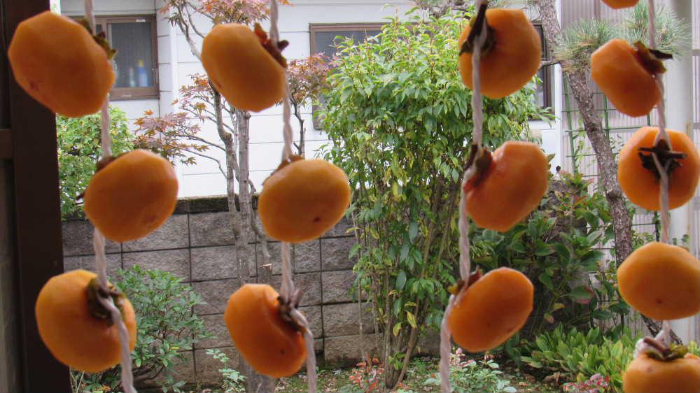 南陽市は今熊で大騒ぎです 地元の赤湯小学校の玄関の硝子戸を破り市役所の職員が骨折し3か月の重傷など大事件となっています 学校も保護者の送り迎えが続いています 隣の家の柿がクマに食べられ熊に襲われてはと収穫したものをいただき干しガキにして軒下につるしました 皮を向くと今にも食べられそうな柿ですがいつ頃たべられるのでしょうか [「干し柿」は秋の風物詩ですが今年は熊騒ぎで特別な柿となりました 早く捕獲されればいいが