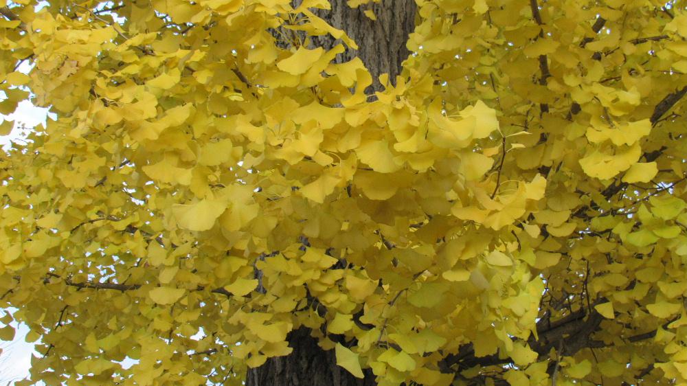 イチョウの葉が秋のやわらかな陽ざしをあびて黄色に輝いてすくっと立っています 青い空にはぴったりの木で 空には絵筆でなぞった様に薄い雲が浮かんでいます 地区内のそちこちで見つけ撮りました 日増しに周りの山が色づき秋がどんどんと深まってきます