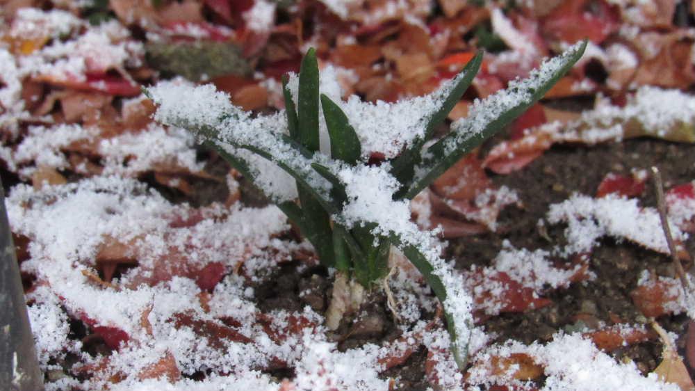 大雪になるのではとの予報に今朝は恐る恐る窓を開けましたがうっすらの雪にホッとしました　咲き残っている「バラ」の花やなんともう芽をだしている「ムスカリ」にも雪が少～しのっていましたがまだ本格的な積雪となりませんでした　球根の「ムスカリ」は今年初めて植えたものでこんなに早く芽をだすのだろうかと驚いています　青紫色の小さな宝石のような花がブドウのように咲く草花です　今から春を待ち焦がれています