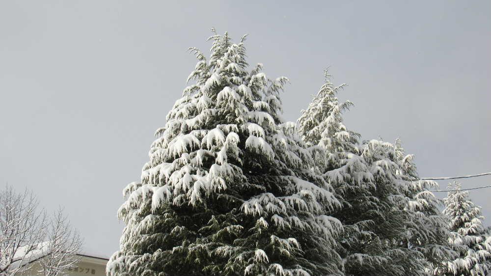 チラチラと雪が降っています あまり雪のないが続いていてホッとしています 西側を向いている道路標識が雪よくえ詠めませんが間もなく解けて文字が現れてきます 近所の期にはクリスマスツリーのようにふんわりと雪が積っています この雪も解けて落ちるのでしょう いつになったら花の便りをとどけられるのでしょうか