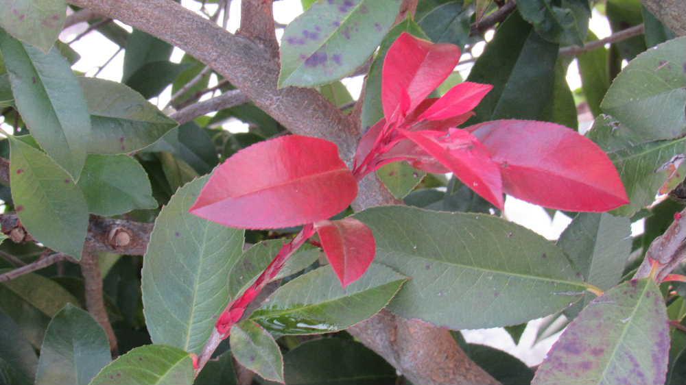 真冬に咲いている花がほとんどありませんが花のように赤い新芽が伸び白い雪と緑の葉と鮮やかなコントラストを醸し出している垣根があります　真冬なのに赤い花が咲いたような「ベニカナメモチ」がそちこちに植えられており花のない冬の庭の生垣を彩っています　1年中生垣を彩っている「ベニカナメモチ」は建物を一層引き立てています