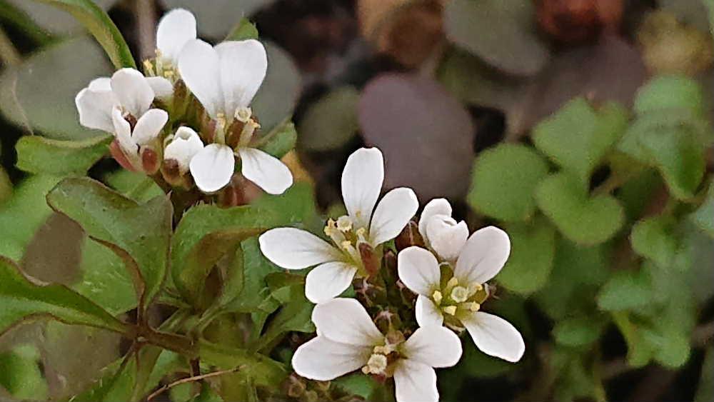 暖かさに誘われてナズナに似た雑草に５ミリほどの白い小さな花がいたる所に咲いています「タネツケバナ（種付花）」ではないかと思われます　名前の由来はイネの種もみを水につけて発芽の準備を促す苗代作りの頃に白い花を咲かせることから「種付け花」とつけられたと言われています　以前からよく見る雑草で「ナズナ」とばかり思っていました　「タネツケバナ」の開花とともに県内各地では種もみの準備が始まったと報道されています