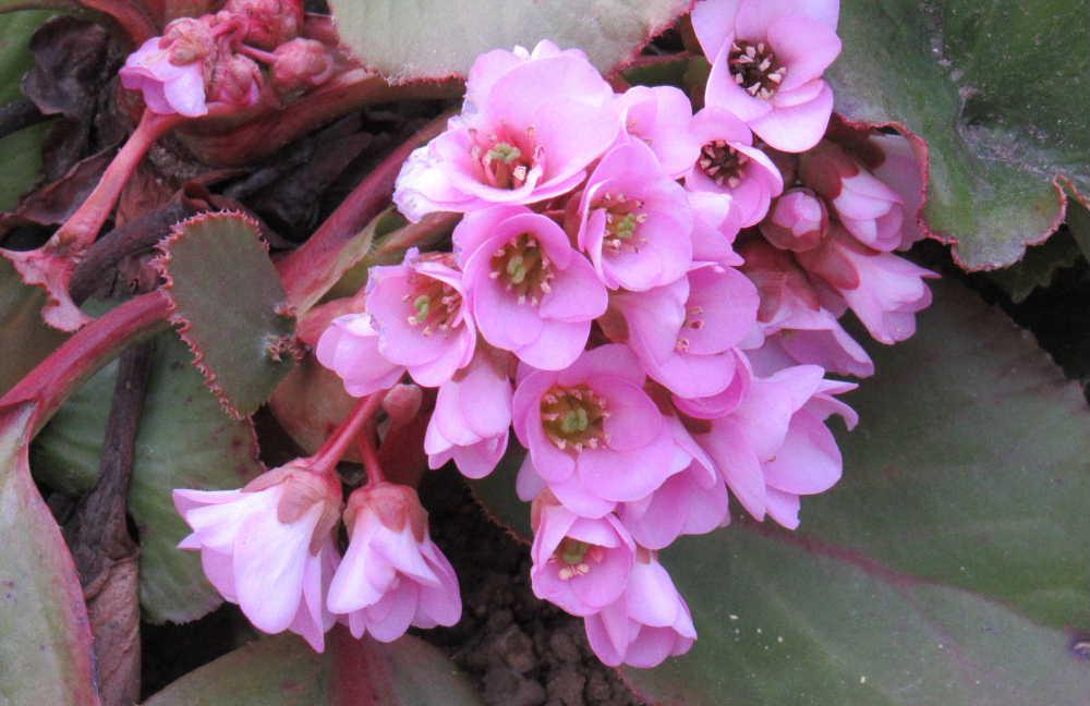 ヒマラヤユキノシタ