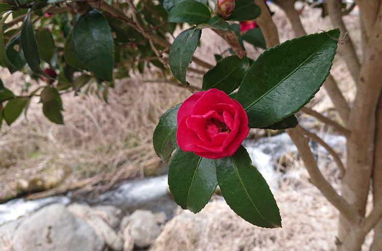 朝から雨が降っています これも春の足音でしょうか 昨日山形市蔵王の麓の小さな喫茶店の川べりに真っ赤な「サザンカ」を目にしました 沢を流れる水音が心地よくそのそばに咲いている「サザンカ」の赤が川の白波に映えてきれいです ツバキの花かなと思いましたがお店のオーナーは「サザンカ」ですと教えてもらいました ツバキは花の形をとどめたまま散ってしまうのに対し「サザンカ」は花びらがパラパラと散るのだそうで 花びらがちっていましたので「サザンカ」なんですね