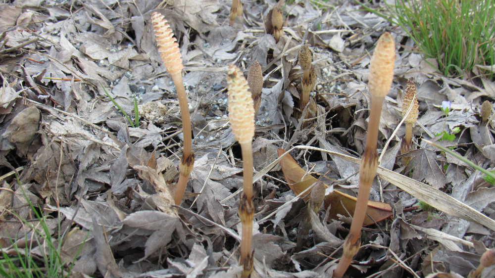 暖かさに誘われて田んぼのあぜの「ツクシ」グングンと伸びてきました まさに春を象徴する則物でまもなく新しい年度を迎え学校や職場などで新しいスタートを人たちへのエールを届けてくれているようです