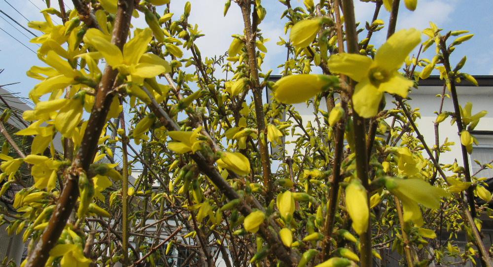 4月1日 いよいよ新しい年度がスタートしました それを祝福するかのようにレンギョウ スイセン クロッカスの庭の花が一斉に花が咲いています 学校や職場など新しいスタートです このブログも気持ちを新たにしてリスタートします と言っていますが何も変わり映えもせず続けてまいります