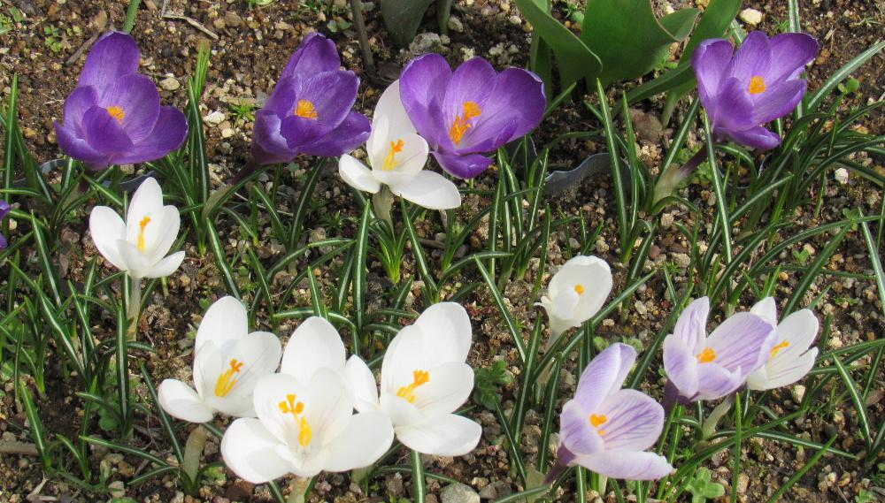 4月1日 いよいよ新しい年度がスタートしました それを祝福するかのようにレンギョウ スイセン クロッカスの庭の花が一斉に花が咲いています 学校や職場など新しいスタートです このブログも気持ちを新たにしてリスタートします と言っていますが何も変わり映えもせず続けてまいります