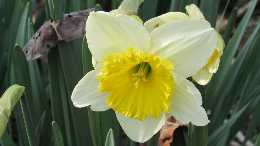 4月1日 いよいよ新しい年度がスタートしました それを祝福するかのようにレンギョウ スイセン クロッカスの庭の花が一斉に花が咲いています 学校や職場など新しいスタートです このブログも気持ちを新たにしてリスタートします と言っていますが何も変わり映えもせず続けてまいります