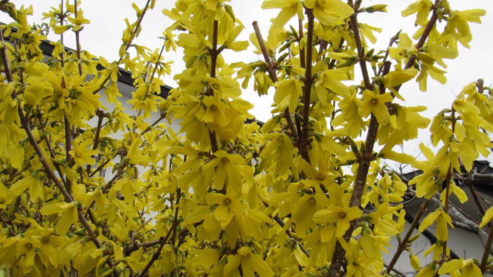 ４月１日　いよいよ新しい年度がスタートしました　薄曇りの天候ですが新年度のスタートを祝福するかのように庭の「レンギョウ」が満開になりました　初々しい緊張した人たちが学校や職場などで新しいスタートです　このブログも気持ちを新たにしてリスタートします　と言っていますが何も変わり映えもせず続けてまいります