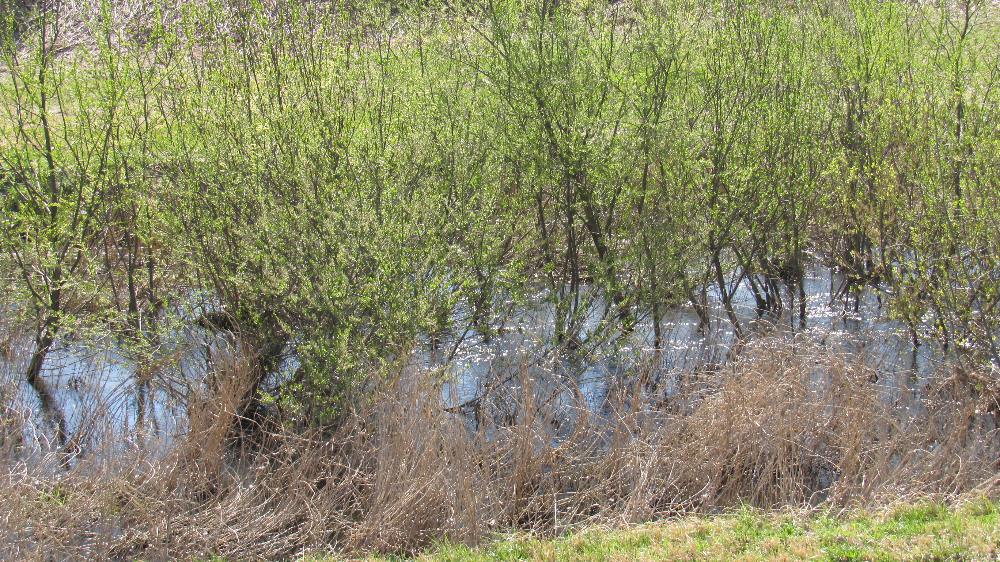 水ぬるむ春です 最上川沿いには黄緑色の葉が川面に映えています 支流の川の向こうには飯豊山でしょうか残雪が見えまさに春本番を感じさせる風景が広がっています 草花や生き物が躍動する春です