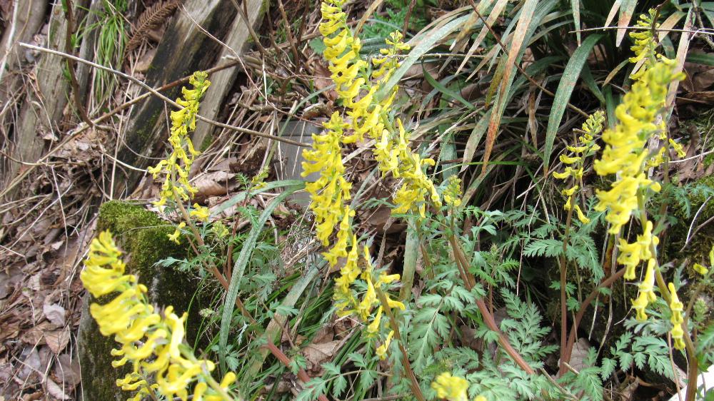 山すその家の庭の隅に黄色の見慣れない花を見つけました 帰宅し調べてみると「ミヤマキケマン(深山黄華鬘)」のようでした ケシ科の植物で秋に発芽し越冬して翌年の春に花が咲くこともわかりました 株の中心から茎をのばし、筒状で先が唇の形開いた黄色の花がたくさんついていました 調べたことによると花が終わると長さ3センチほどの数珠のような形をした実をつけるのだそうです。怖いことにこの植物は有毒であることもわかりました 珍しい花に出会った一日でした