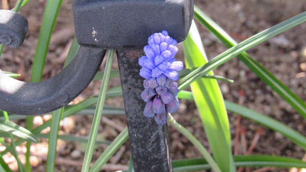 去年球根で植えた「ムスカリ」がブドウのように紫色と白い花を咲かせています 昨年の秋に葉を伸ばし花が咲くのをとても楽しみにしていた「ムスカリ」でようやく咲いた花を見てうれしくなりました 花茎の先にベルのような形の花をブドウの房のように咲かせる「ムスカリ」 花房の形がブドウのように見えるところから英名は「グレープ・ヒヤシンス」とも呼ばれています 植えっぱなしでも毎年咲いてくれるということで来年は花壇を縁取ってくれるのを楽しみに待っています