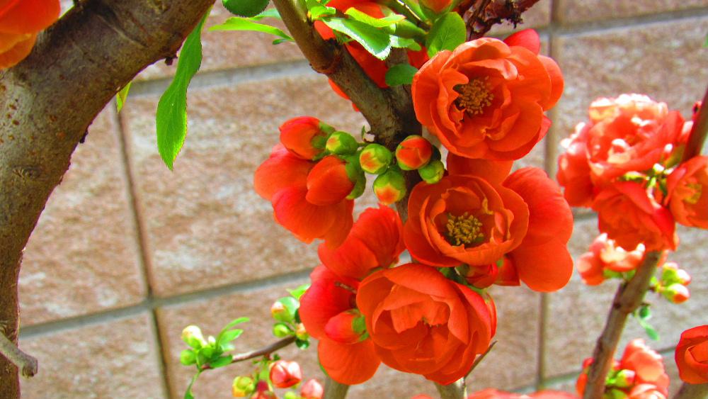 暖かさ(暑さ?)に誘われてオレンジ色の「ボケ」が一斉に開花しました 以前は「ボケ」といえば ボケ老人などと今の認知症を指し良い名前ではないなあと感じていました 実は元々「モケ」「モッケ」「ボックワ」などと呼ばれていたそうですが時代とともに「ボケ」と変化していったと言われています 花が終わると楕円形の実をつけます 秋に伸びた枝を選定しますが固いトゲがあり毎年四苦八苦することを思い出しています