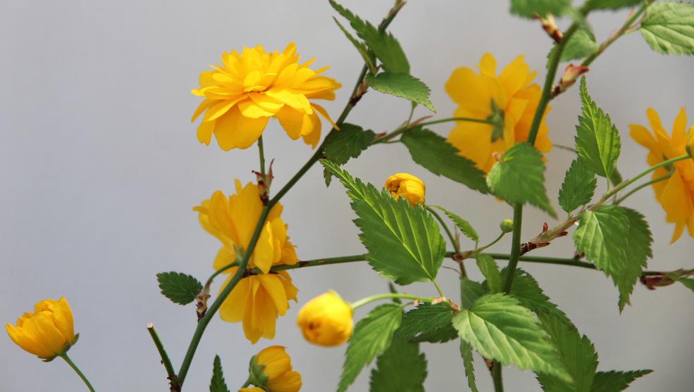 挿し木をして育てた「ヤマブキ」が一斉に黄色の花を咲かせています　ふっくらとした八重の「ヤマブキ」が風に揺れています　伸びた細い枝が細くしなやかで風に揺れて動く様子から「山振（やまぶり）」とよばれていたものが「ヤマブキ」と呼ばれるようになったそうです　葉の間から伸びた枝の先に一つだけ花を咲かせ俺の場所はここだと言わんばかりに咲いています