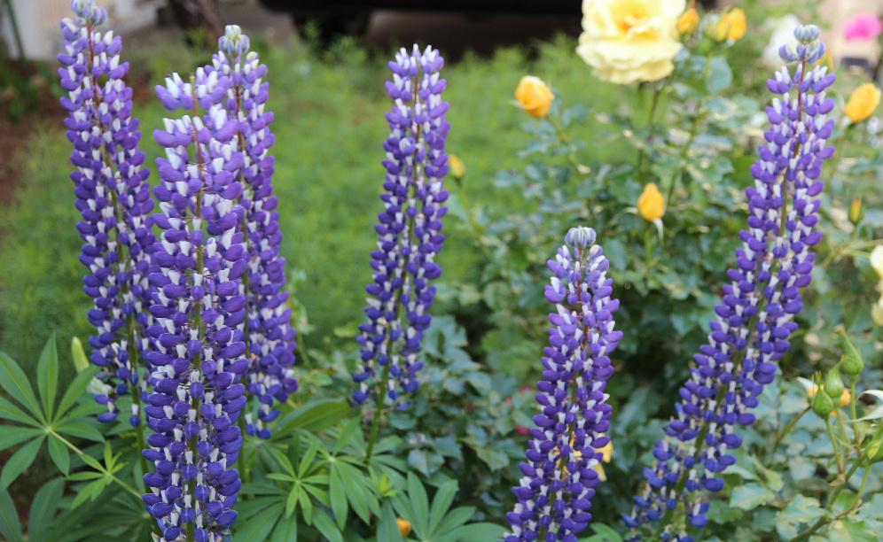 ノボリフジが雨上がりの庭で鮮やかな紫色の花を付けています フジを逆さにしたように咲くので「ノボリフジ」と呼ばれているそうです 別名「ルピナス」でラテン語でオオカミの意味で土地を選ばずはびこるさまをオオカミの貪欲さに例えたと言われています 数年前まで近所のすぐそばの畑に白 紫 オレンジ 黄色と色とりどりの「ルピナス」が畑を彩っていましたが今は一つもみることができず残念です