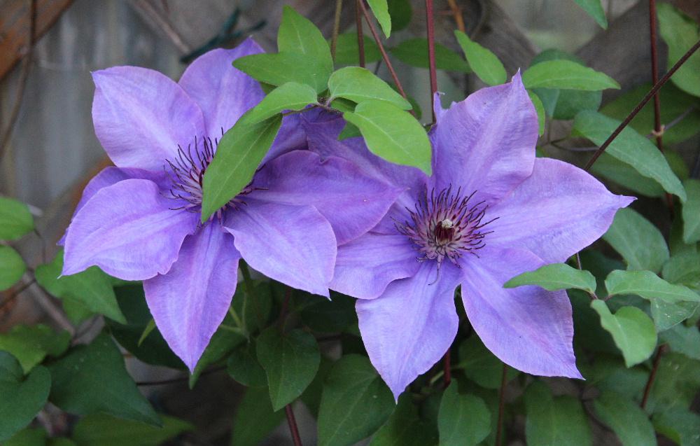 白いクレマチスの花がすっかり花びらを落とし、代わって紫色の「クレマチス」が咲きました 肥料がたりないのかうまく育たずあまりつるを伸ばしてくれず太く生長ししないのでたくさん花を咲かせてくれません ようやく2輪咲いてくれました 今年はこれで終わりかなあ