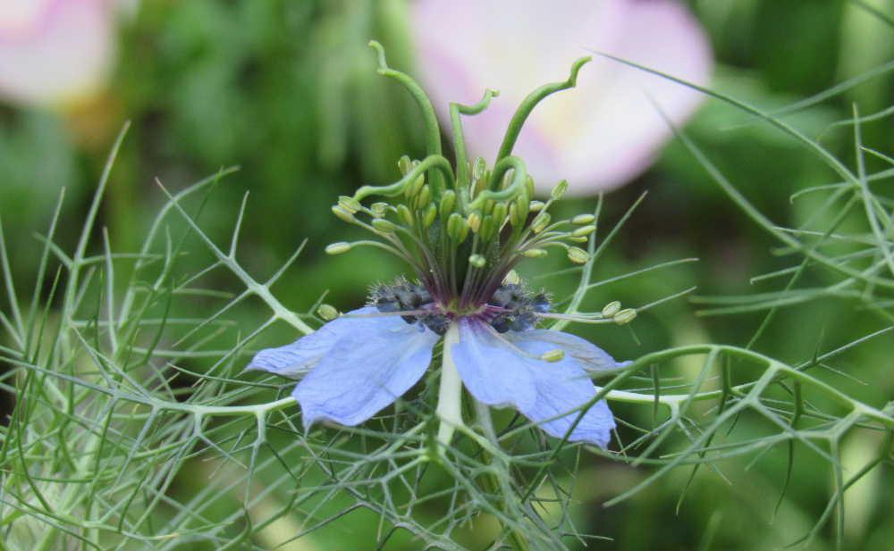 秋に種をまいた「ニゲラ」が青紫色の花を咲かせました 細かく裂けたような糸状の葉に覆われ 本当の花びらは退化して目立たず花びらに見える顎を包み込むように咲いています 花びらのようなガクが散ると花が膨らみ角のような突起をだします 細い茎も変わっており普段はあまり見ることのできない草花です 写真は青紫色ですが白いニゲラもあります