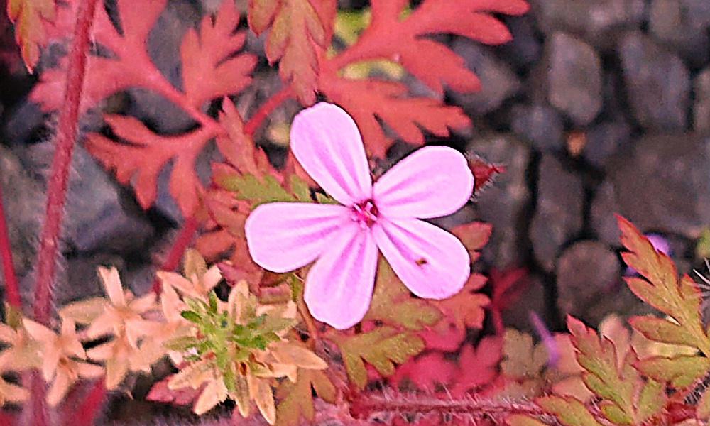 葉と茎が赤みを帯びせん毛に覆われている「ヒメフウロ」がピンクの花をつけています 直径が2~3センチでピンクの花びらを5枚つけています 和名「花が小さくて可愛らしい」ことからきているそうです 別名「シオヤキソウ」は臭いが塩を焼いた時ののようでそこから名前がついたと言われています 石がゴロゴロしたいぬばしりに生えている雑草ですが一面に咲いている様子はきれいです