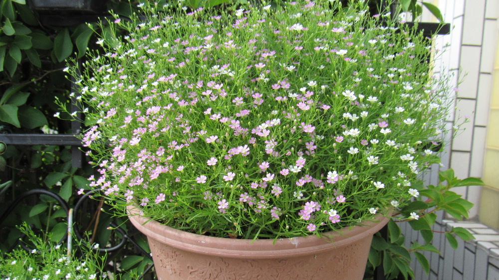 私の好きな花の一つで毎年玄関先のフェンスに吊り下げのプランターに植えてある「カスミソウ」が今年も白とピンクの小さな花を咲かせています　プランターや花壇にこぼれた種がいたるところで芽を出し花を咲かせています　夏から秋にかけて爽やかさを届けてくれる花の一つです