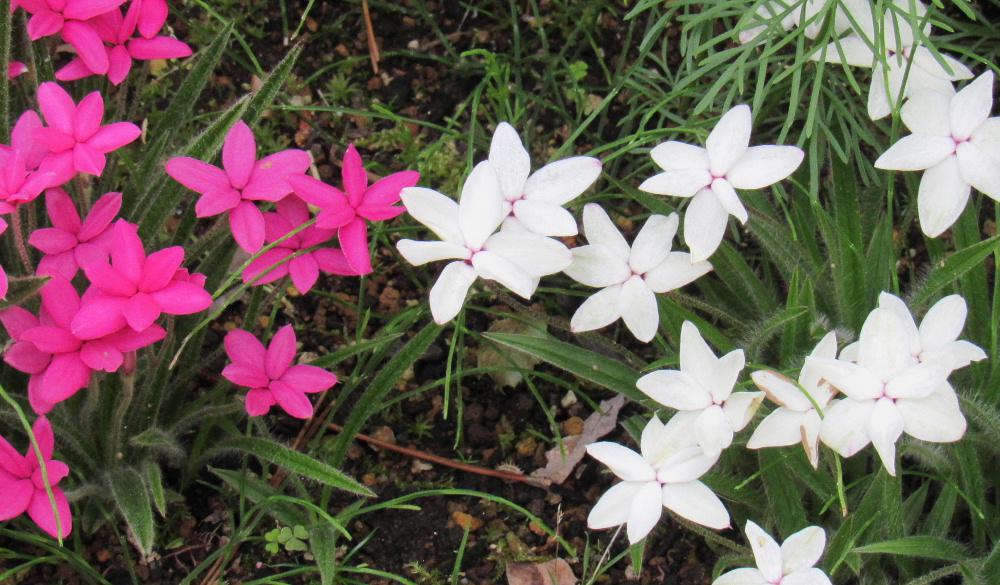 庭の花壇を縁取りするように植えてある「アッツザクラ」が何かおめでたいことがあるかのように紅白の花を咲かせています　背丈があまり大きくなく２～３センチほどの小さな花です　何の手入れをしなくても毎年可愛い花を咲かせてくれる草花で春から初夏にかけてピンクや白の花が鮮やかです　花びらが６枚でおしべもめしべも奥に隠れて見えず雨が降ると花の底にたまるとその水滴がキラキラとダイヤモンドのようにきれいで雨上がりの後の写真は格別です
