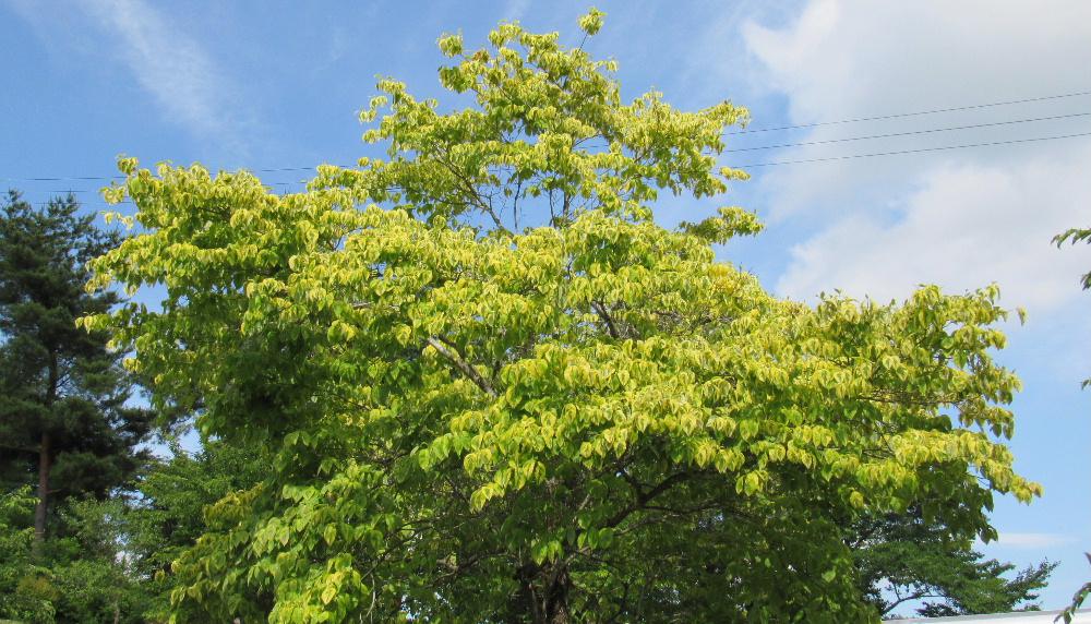 黄色の花が咲いたような木を見つけました 近づいてみると黄色の葉の中心部が緑色で全体が黄色の花に覆われているように見えるのです「ハイブリットハナミズキ」とか「斑入りハナミズキ」などが検索されました これまであまり目にしたことがありませんでしたの思わず写真を撮りました「斑入りハナミズキ」は秋になると斑の部分がピンクや赤に染まり美しい紅葉を楽しめるそうです 果たして何の木でしょうか