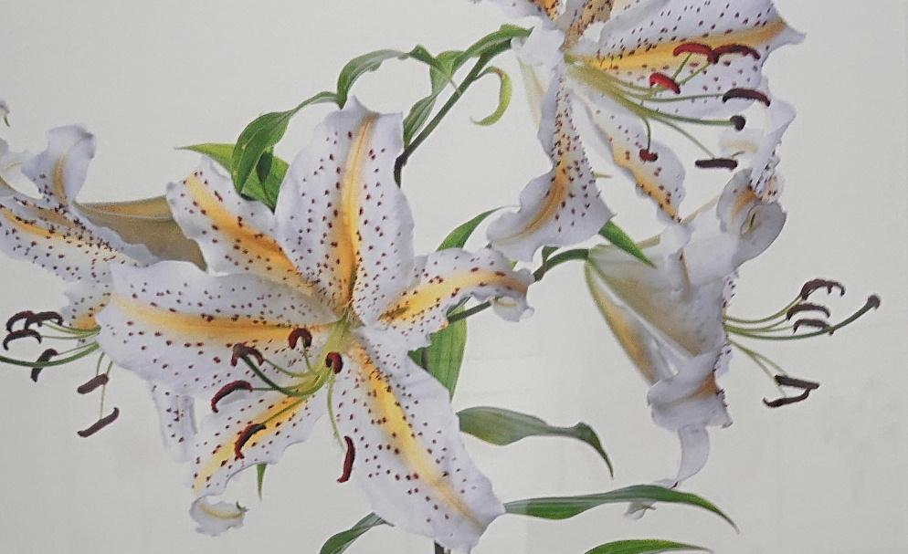 梅雨時の花といえば「ユリ」でしょうか 我が家の鉢植えの「ユリ」が咲いています 肥料が足りないせいか花も草丈小さく貧弱です それに比べ先日の写真展で見事に咲いたに「山ユリ」がまさに生きているかのように撮られていました ボタニカルアートの絵のような写真です 雨空の下で清楚にさくユリの花にも思い出があります 初めての孫が保育園のゆり組だったのです そんな孫もすっかり大きくなりもう相手にしてもらえなくなりました でもゆりの花の思い出はかわりません